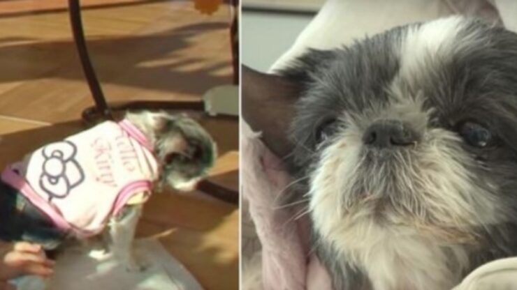 Cagnolino vuole rivedere la sua vecchia proprietaria