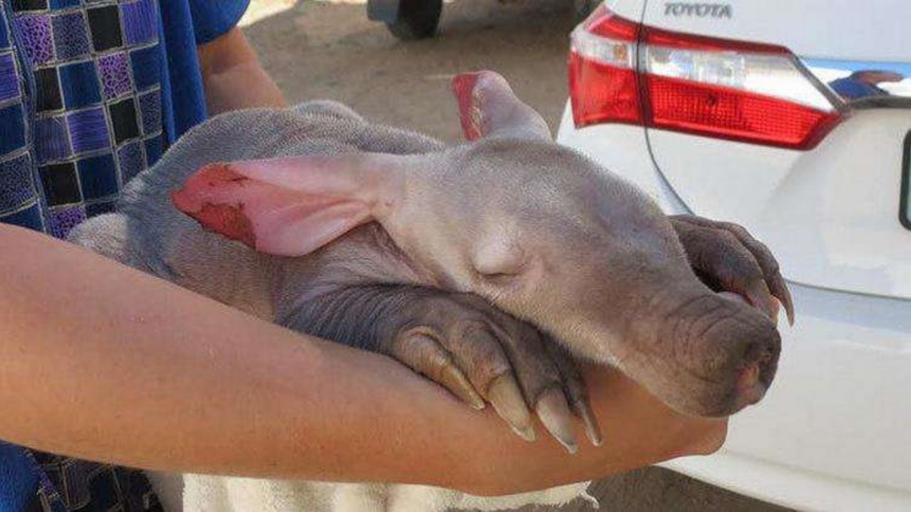 Camionista trova uno strano animale: cucciolo di formichiere