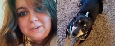 Cane capisce solo lo spagnolo