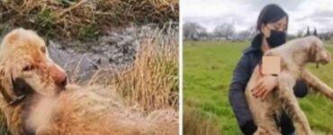 Cane da caccia trovato a marcire in un campo