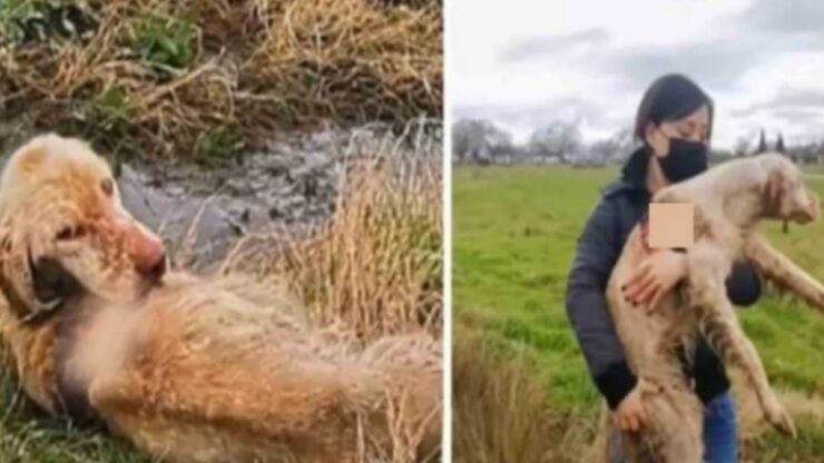 Cane da caccia trovato a marcire in un campo