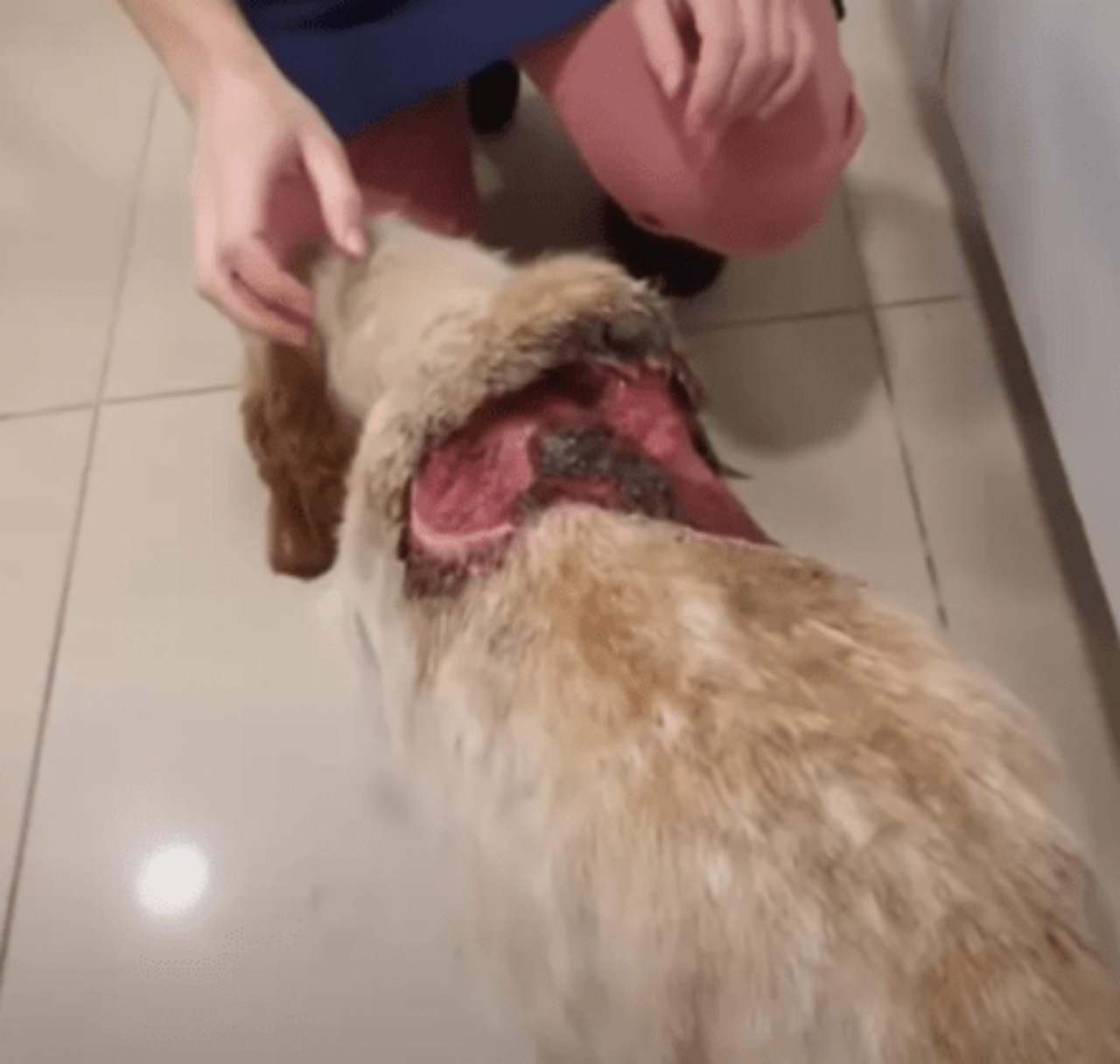 Cane da caccia trovato a marcire in un campo