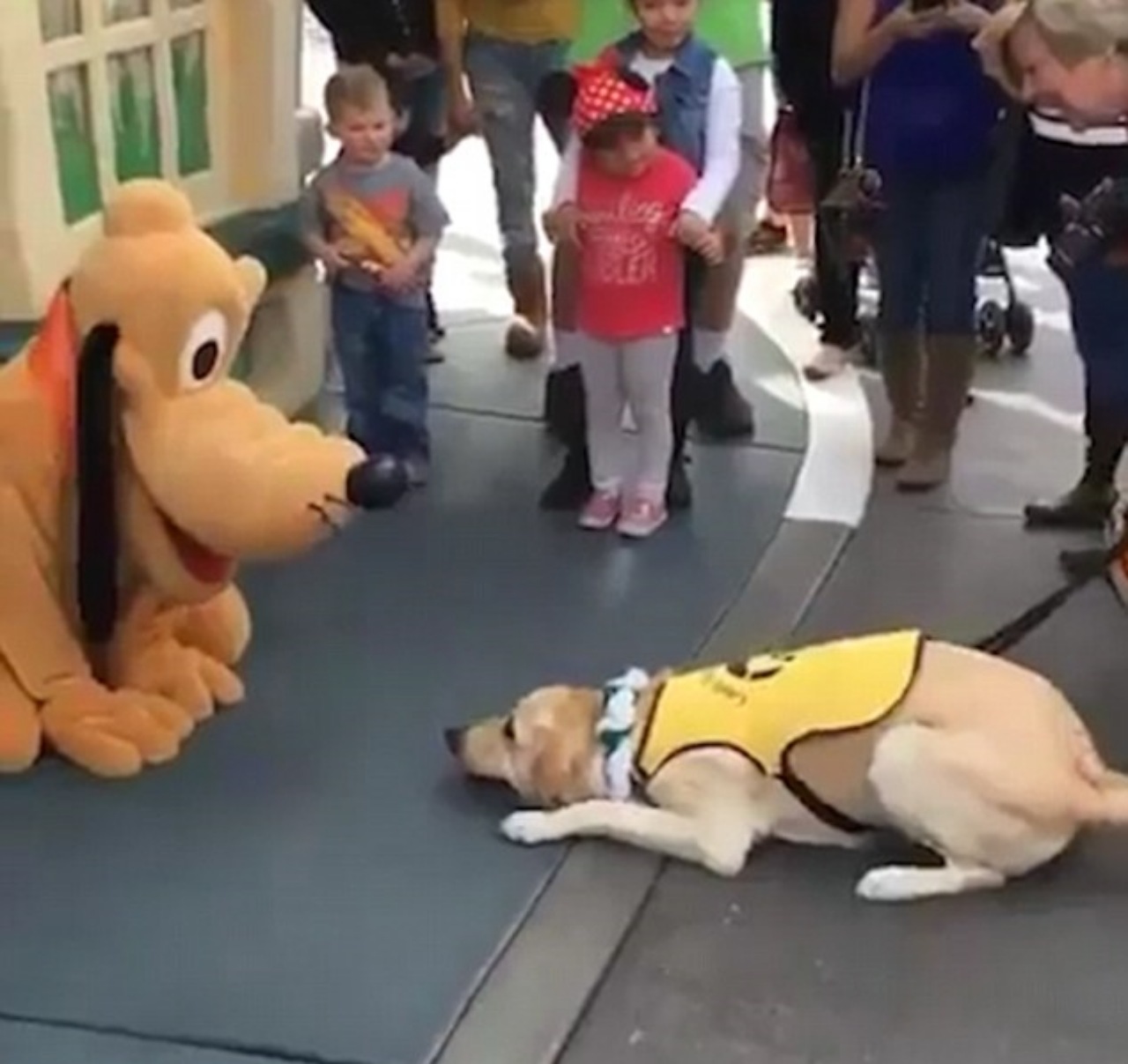 Cane guida si distrae quando vede Pluto