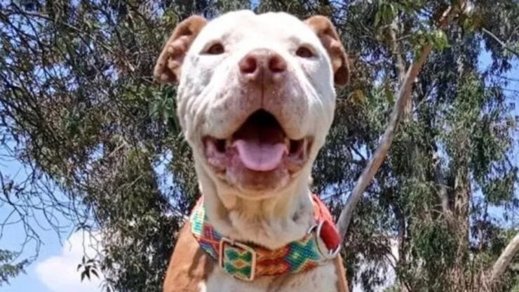 Cane randagio diventa la star del rifugio