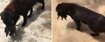 Cane randagio salva un cucciolo dalla spazzatura