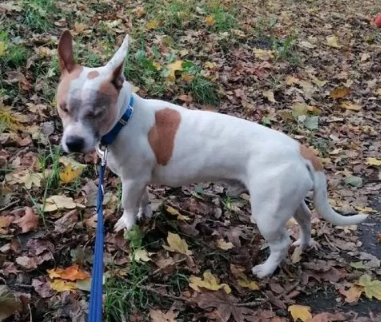 Cane randagio senz'occhi trova famiglia