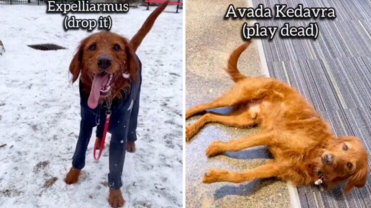 Cane risponde ai comandi di Harry Potter