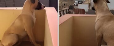 Cane si affaccia al balcone per salutare il suo papà