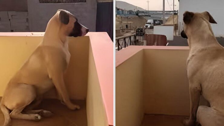 Cane si affaccia al balcone per salutare il suo papà