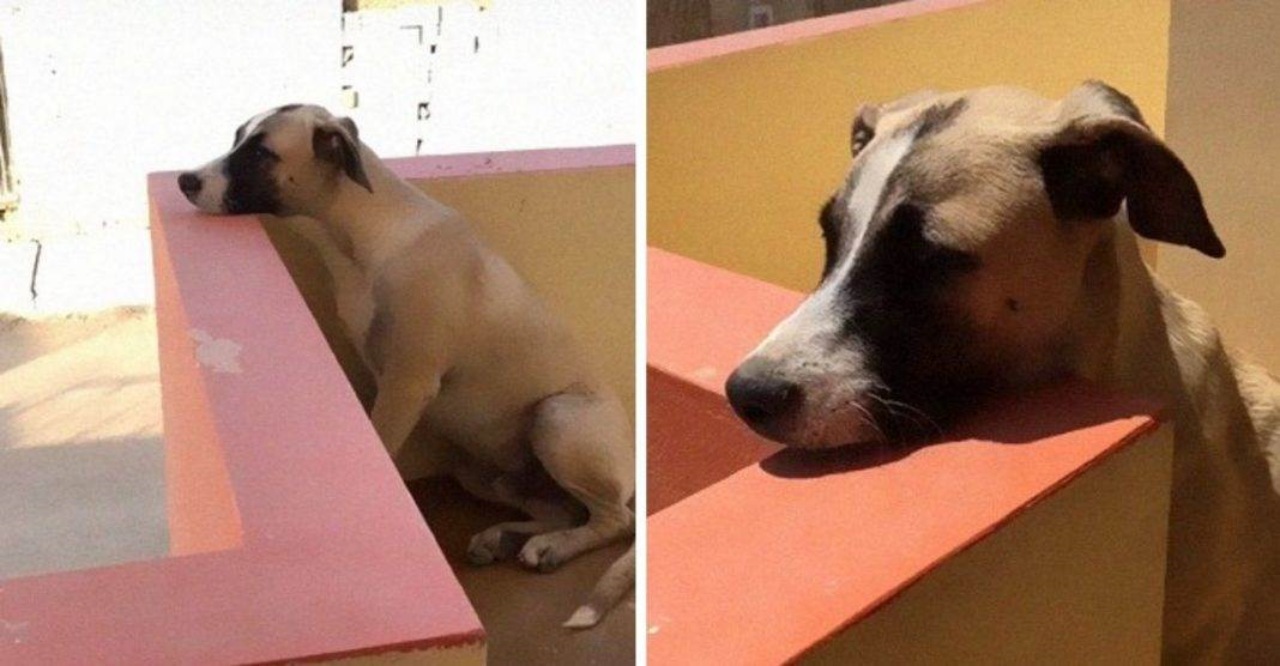 Cane si affaccia al balcone per salutare il suo papà