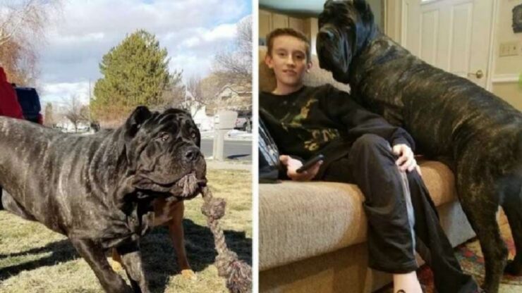 Cucciolo più grande del mondo