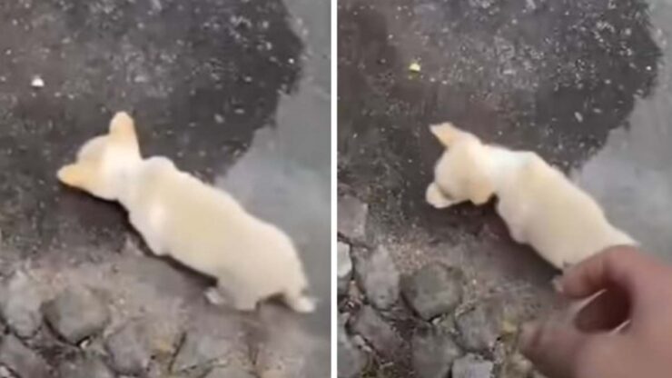 Cucciolo abbandonato beve in una pozzanghera