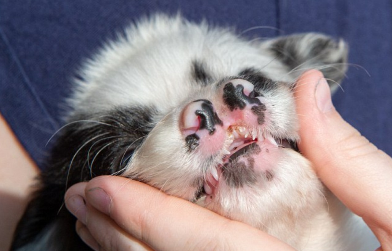 Cucciolo di Border Collie ha un doppio naso