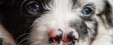 Cucciolo di Border Collie ha un doppio naso