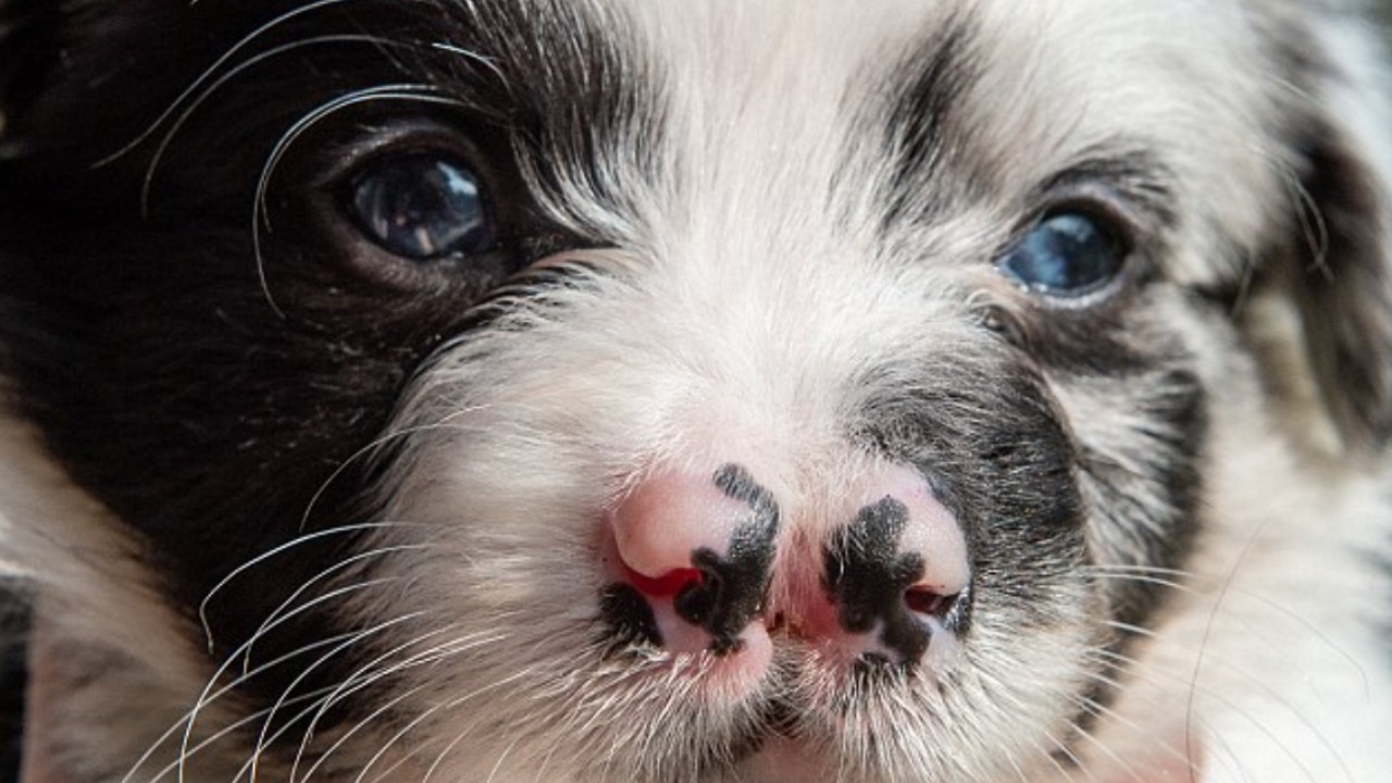 Cucciolo di Border Collie ha un doppio naso
