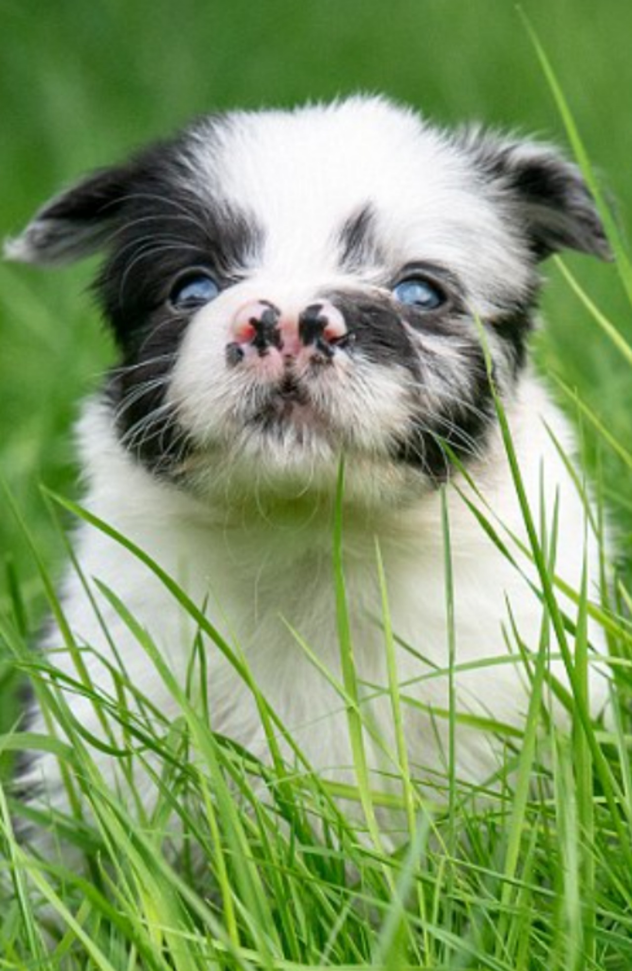 Cucciolo di Border Collie ha un doppio naso