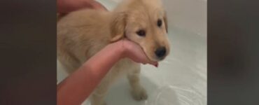 Cucciolo di Golden Retriever fa il bagnetto