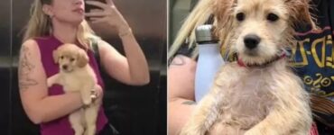 Cucciolo di Golden Retriever: la delusione