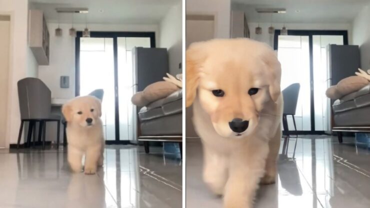 Cucciolo di Golden Retriever scopre il cellulare