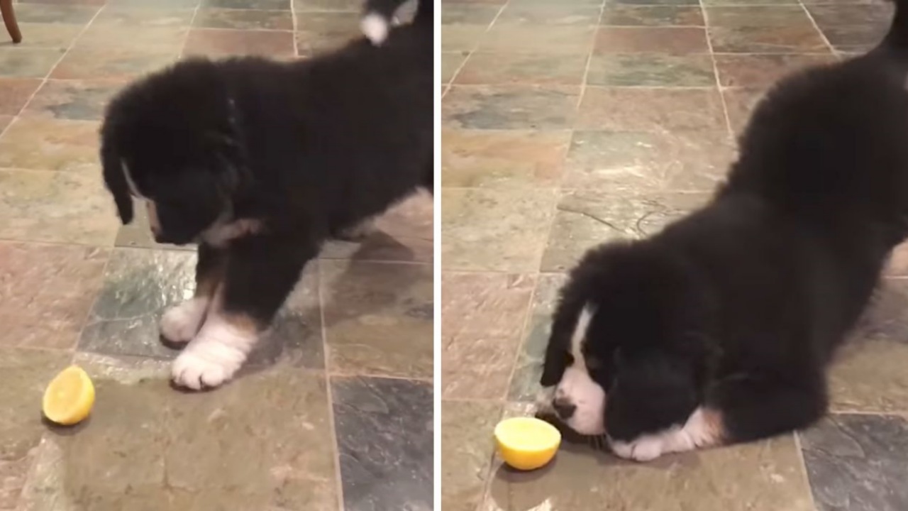 Cucciolo di Pastore Bernese prova il limone