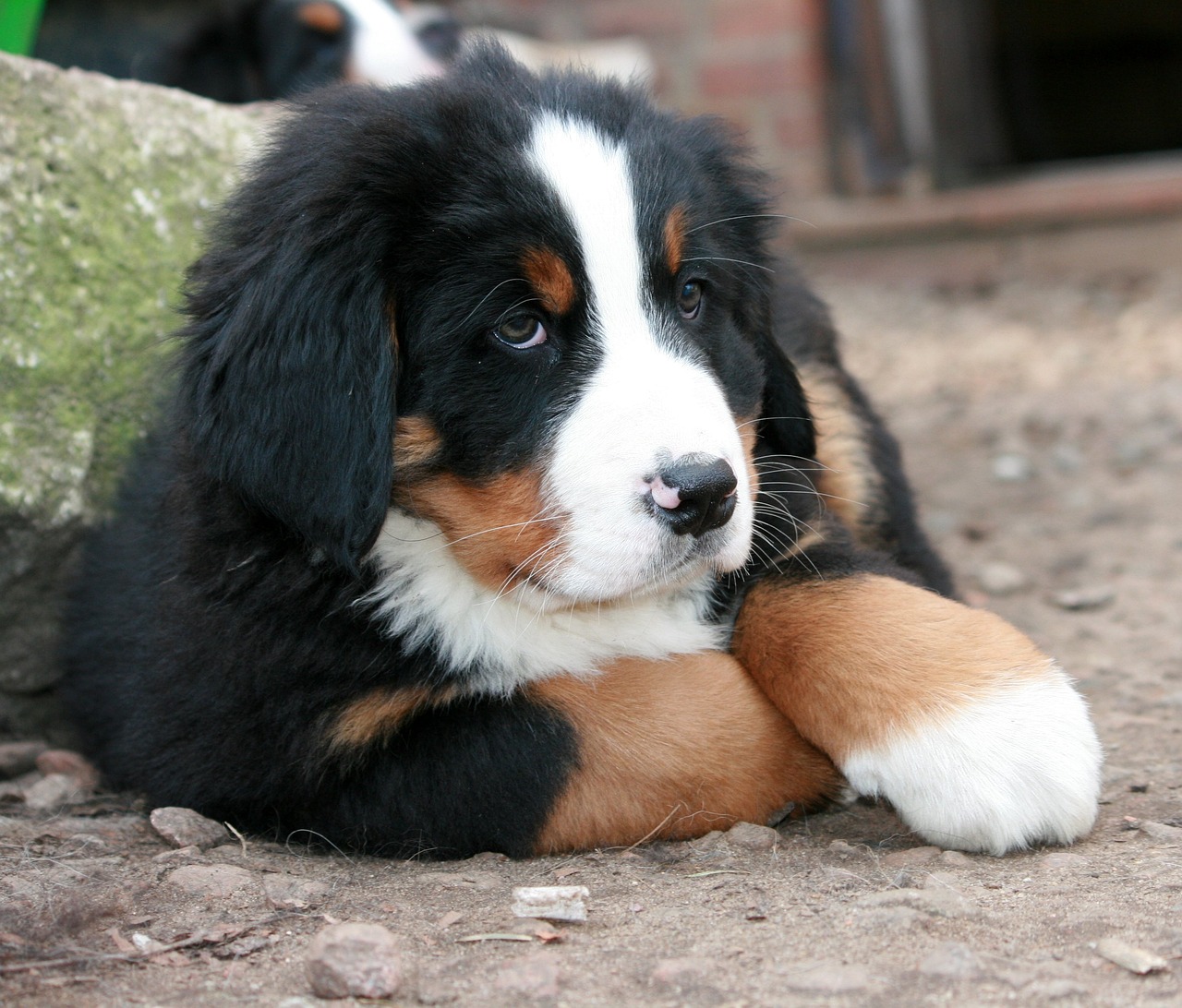 Cucciolo di Pastore Bernese prova il limone