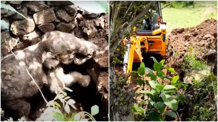 Cucciolo di elefante cade in un pozzo