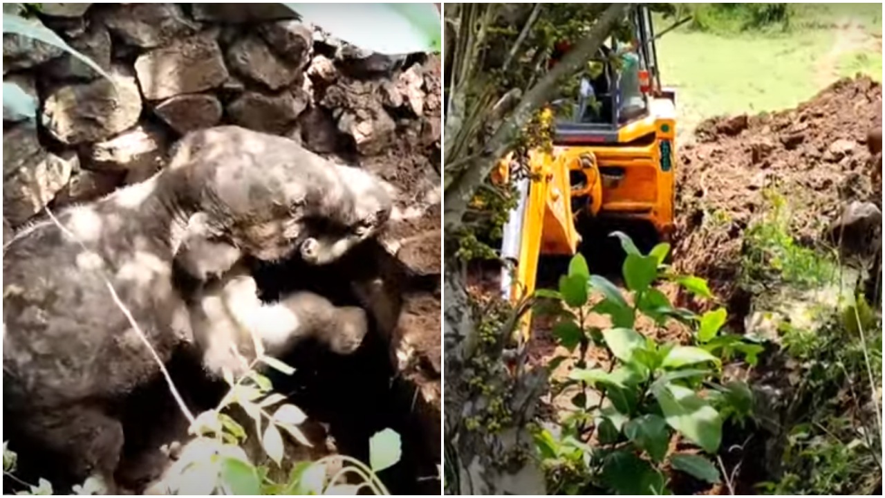 Cucciolo di elefante cade in un pozzo