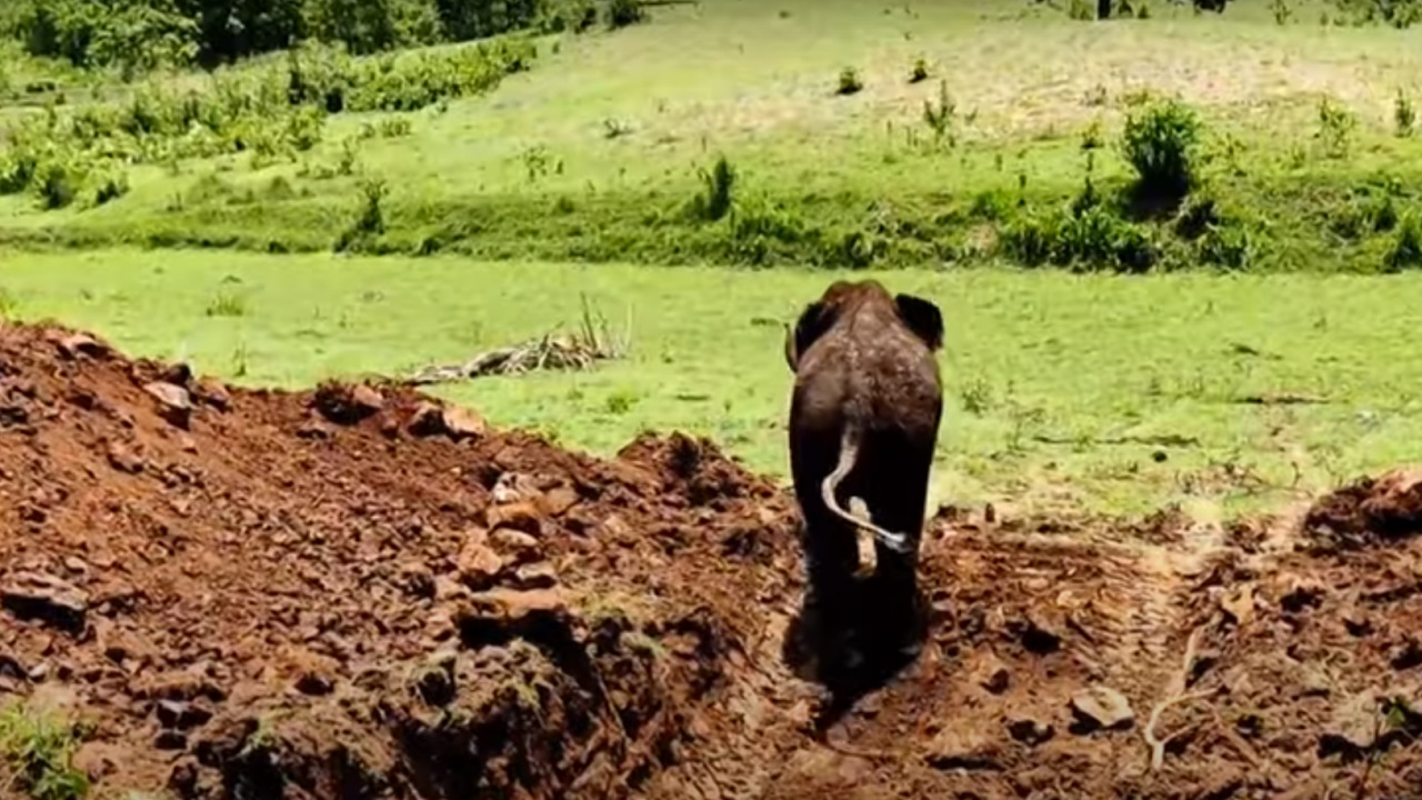 Cucciolo di elefante cade in un pozzo
