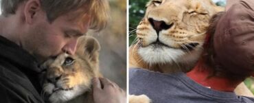 Cucciolo di leone diventa una bellissima leonessa