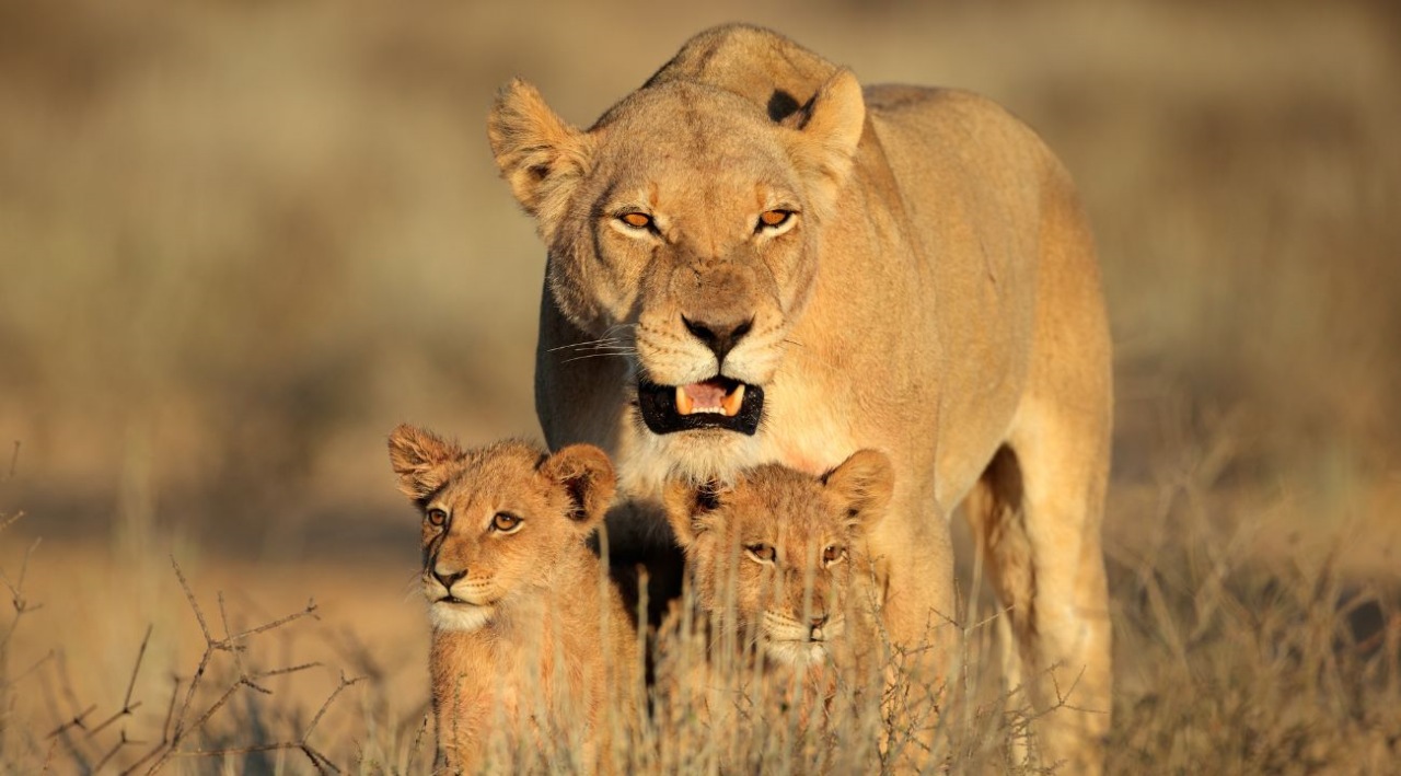 Cucciolo di leone diventa una bellissima leonessa