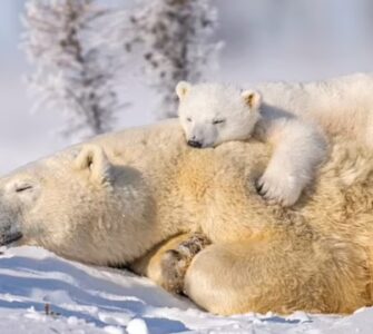 Cucciolo di orso dorme sulla sua mamma