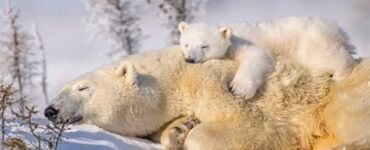 Cucciolo di orso dorme sulla sua mamma