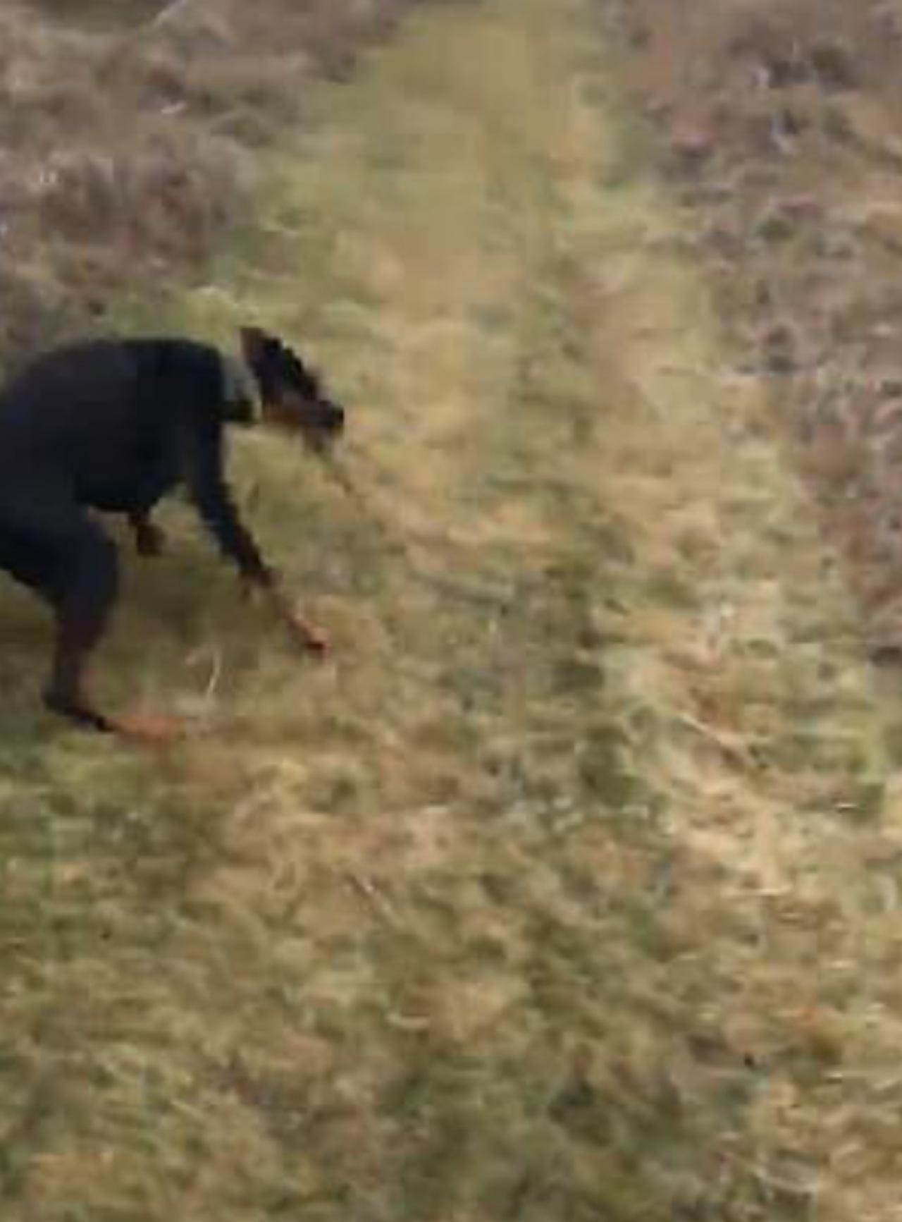 Dobermann afferra il serpente e lo lancia via