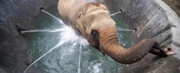 Elefante nella spa