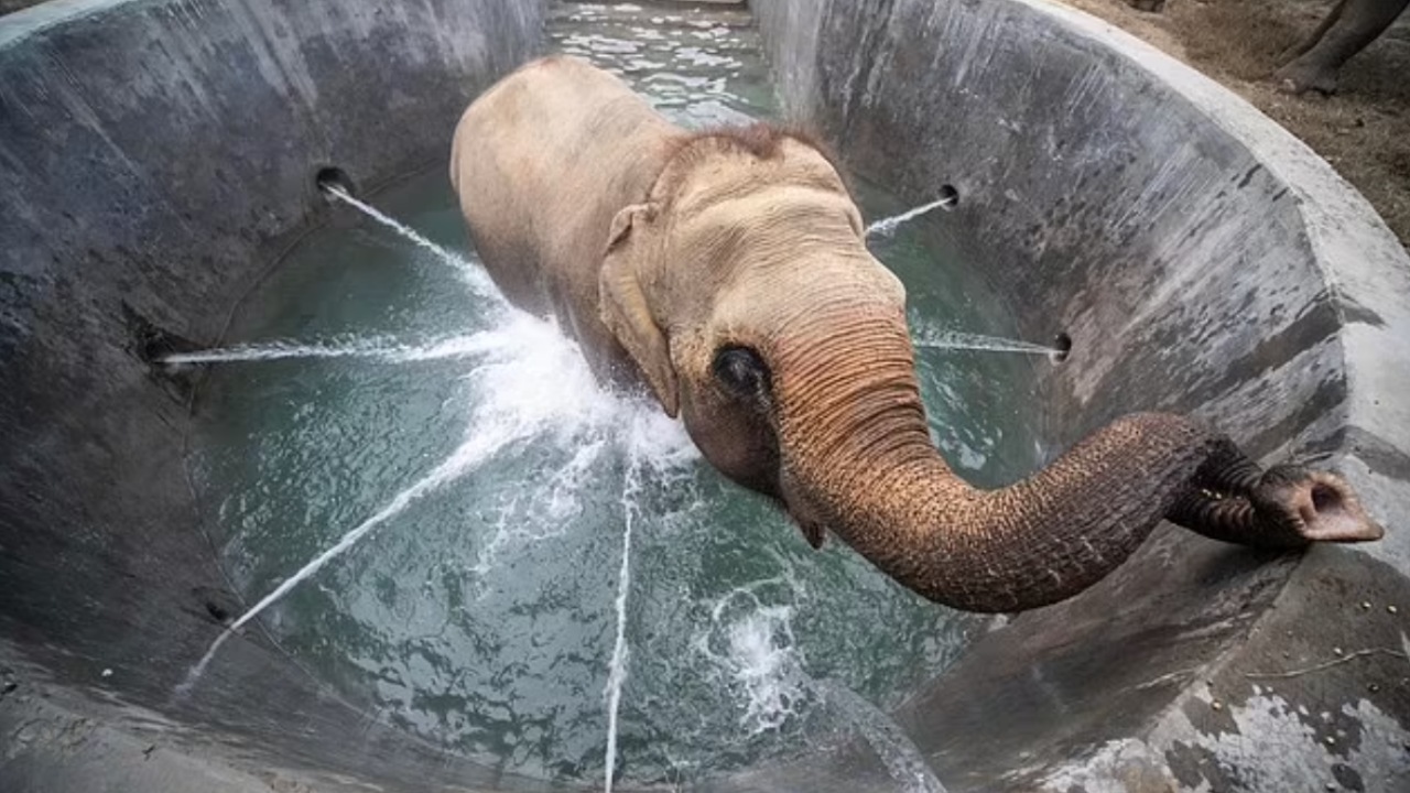 Elefante nella spa