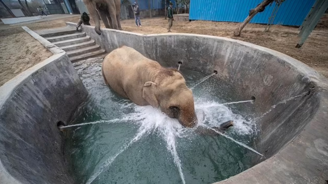 Elefante nella spa