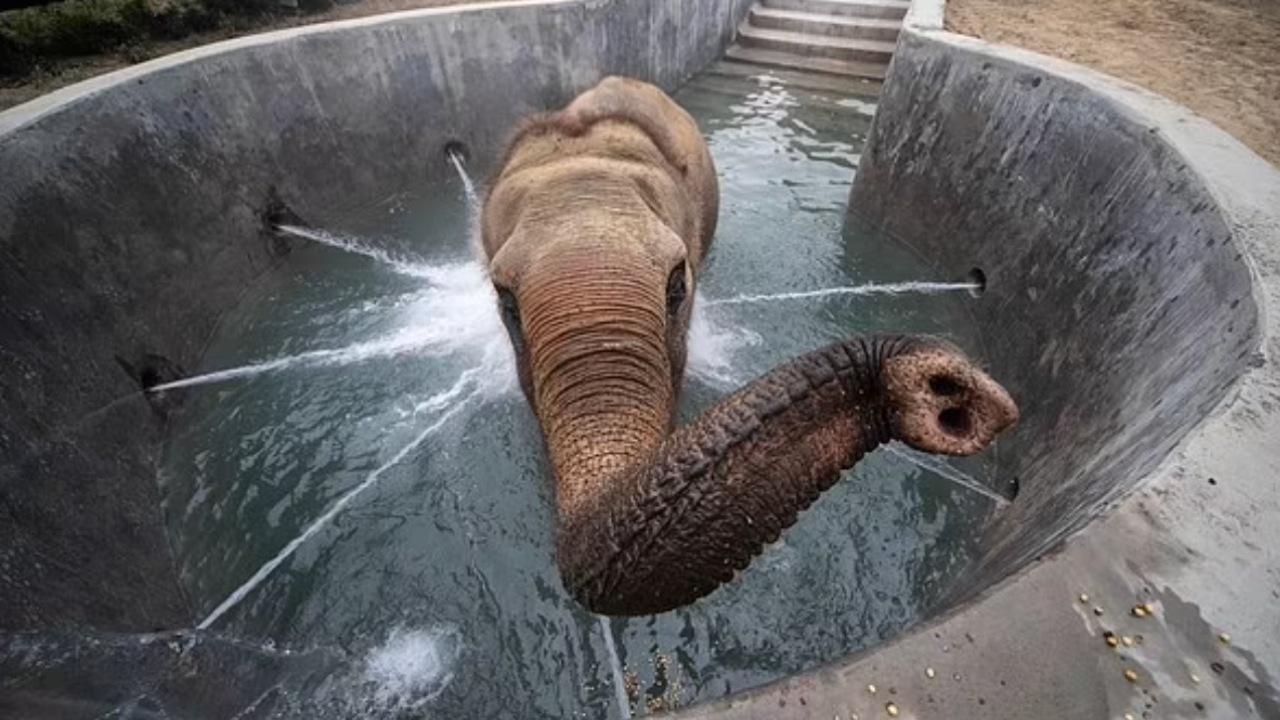 Elefante nella spa