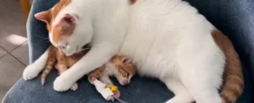 Gattino aiuta in clinica
