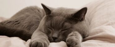 Gatto, quando fare l'eutanasia?