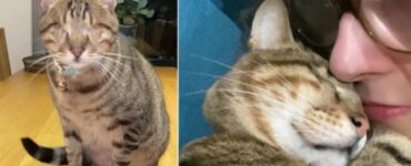 Gatto cieco miagola insistentemente