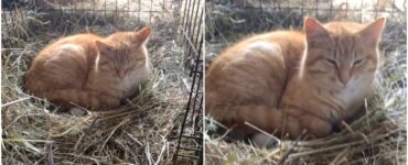 Gatto dorme nella fattoria sempre nello stesso punto