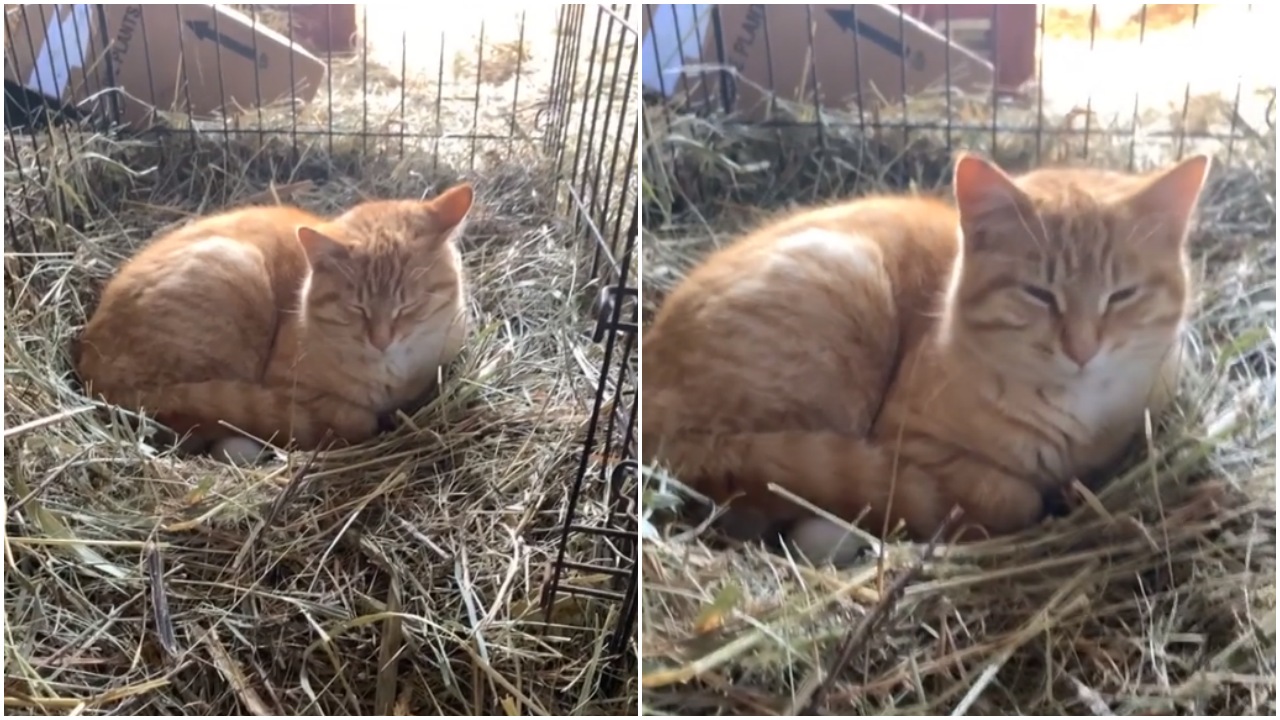 Gatto dorme nella fattoria sempre nello stesso punto