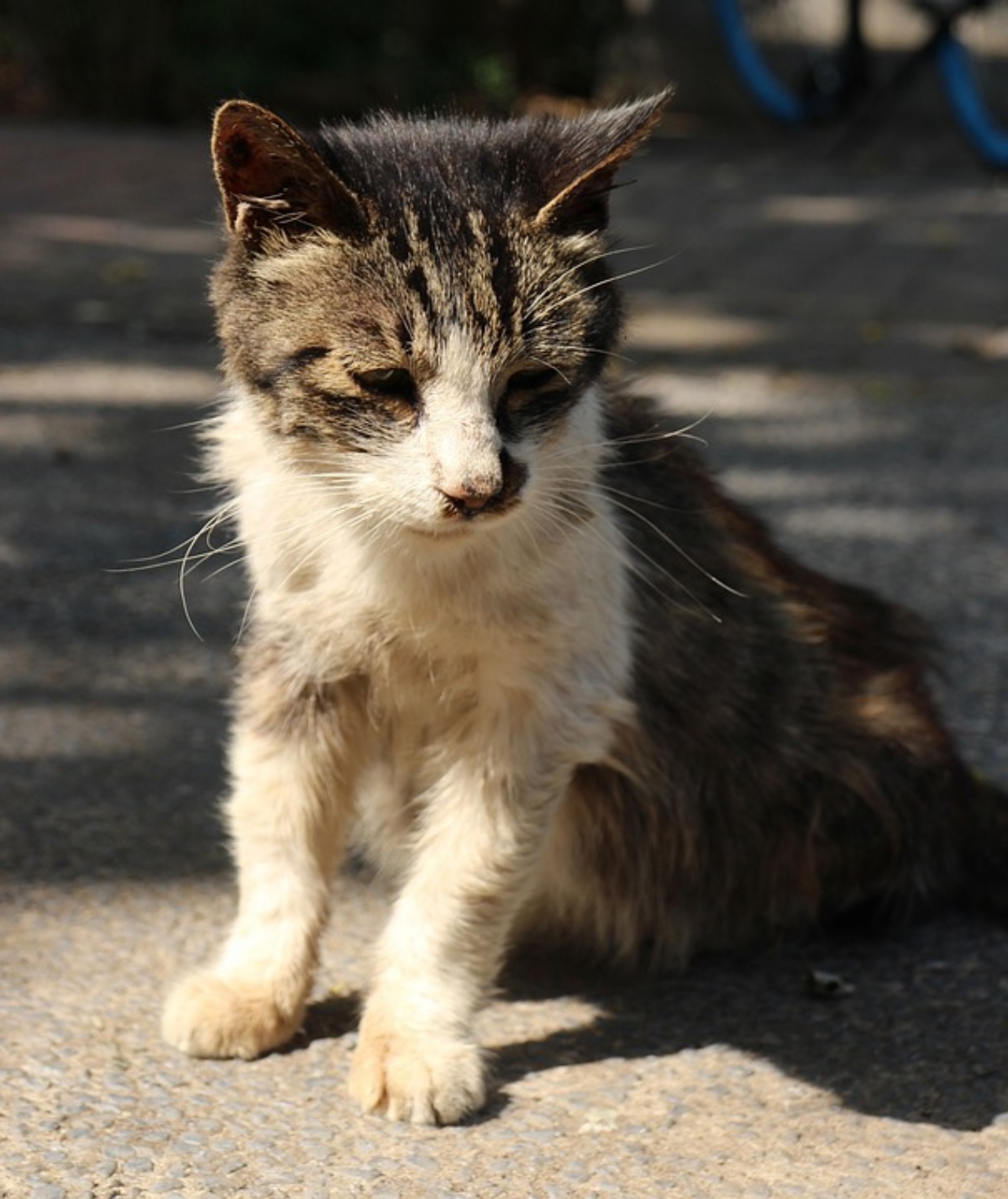 Gatto, quando fare l'eutanasia?