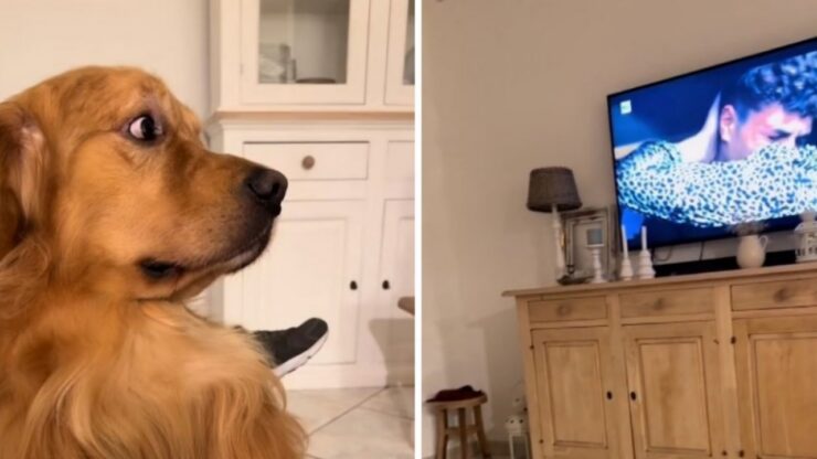 Golden Retriever si commuove davanti a Mare Fuori