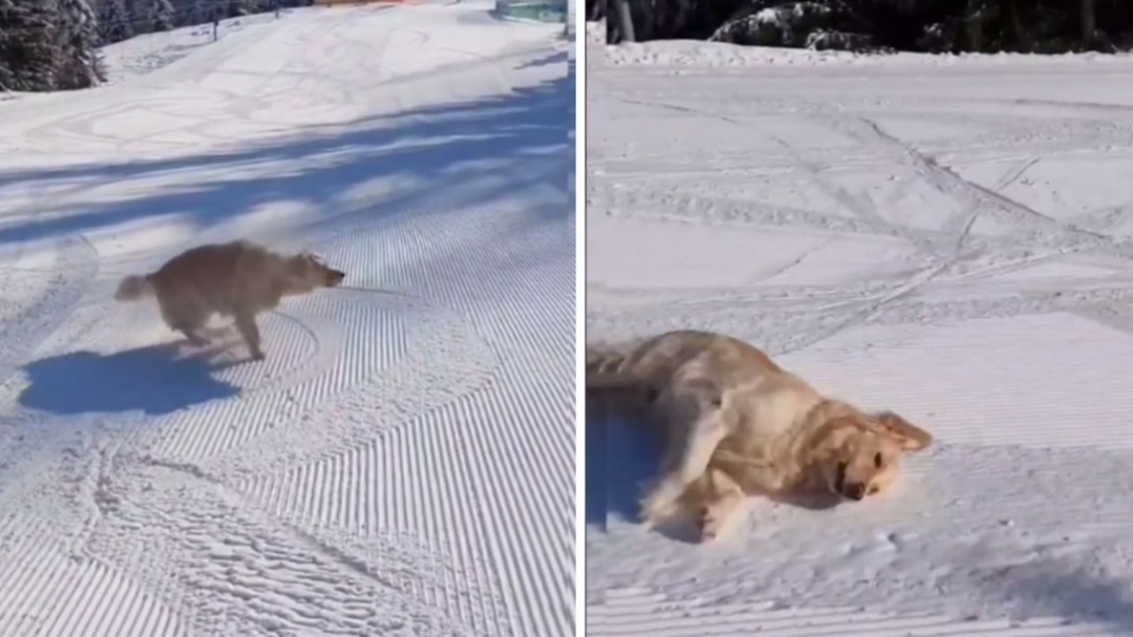 Golden Retriever sulla pista da sci: un vero campione