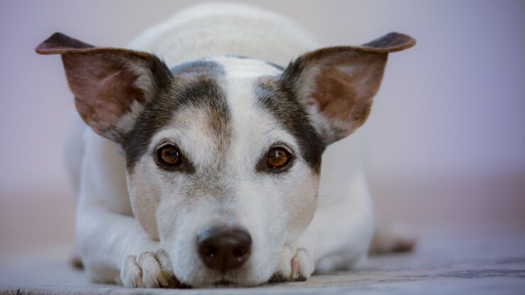 La vita dei cani quanto dura?