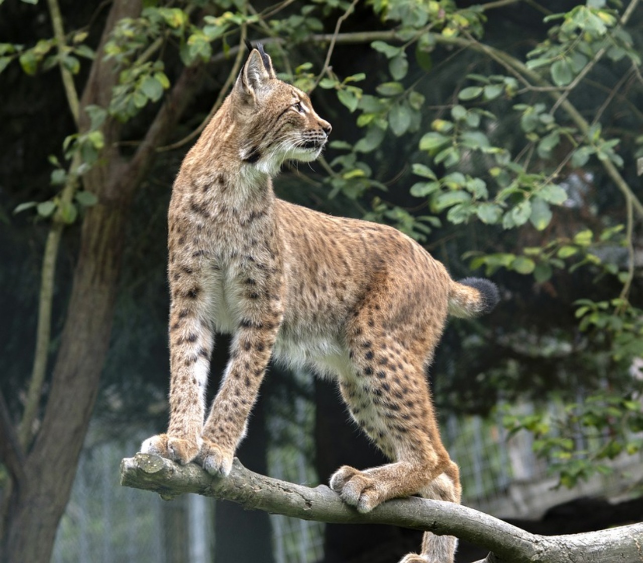 Il lupo e la lince: due grandi predatori