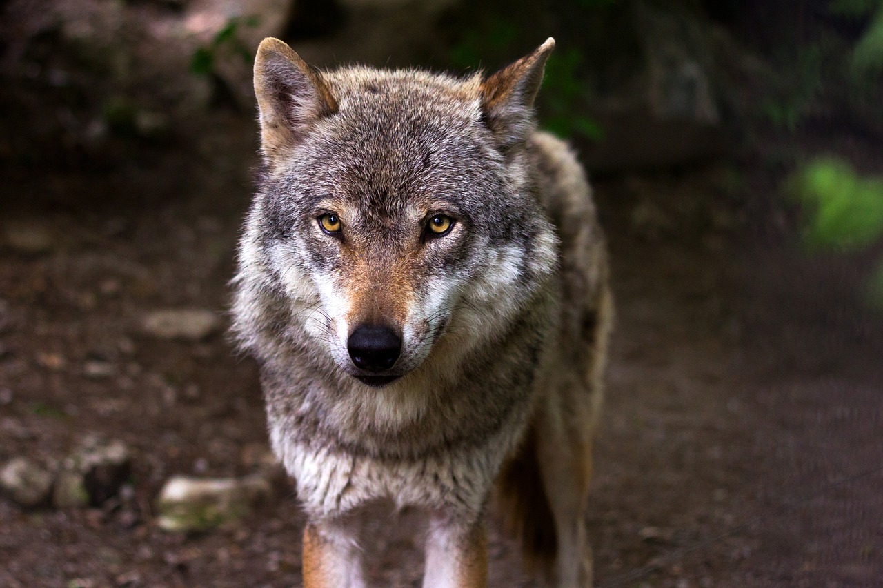 Il lupo e la lince: due grandi predatori