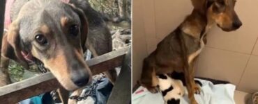 Mamma cane lotta per i suoi cuccioli