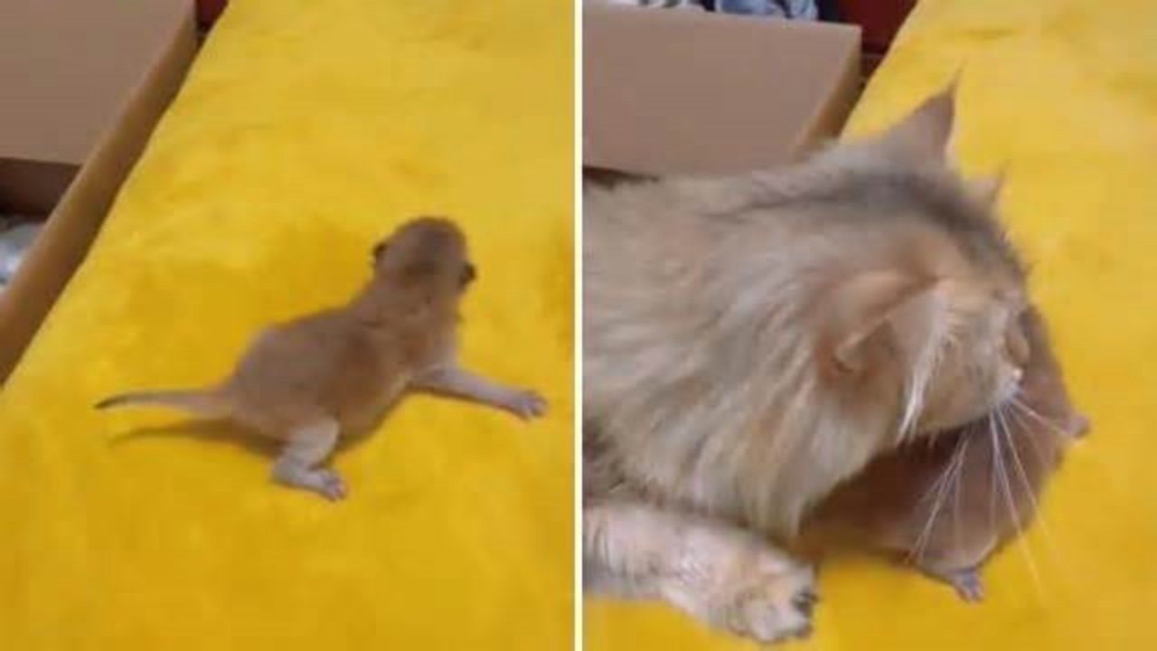 Mamma gatta si riprende il suo gattino